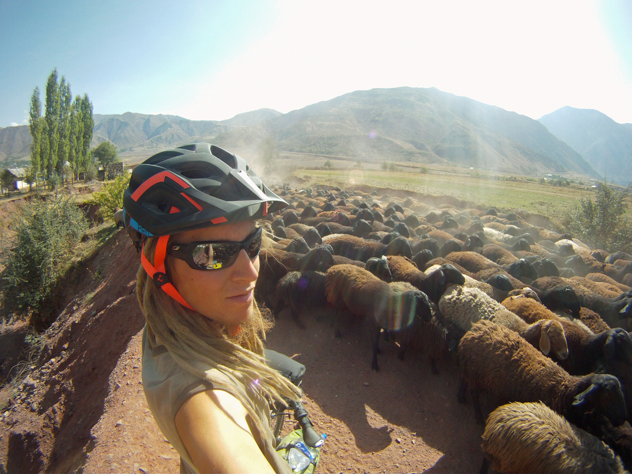 Schafe versperren den Pamir Highway.