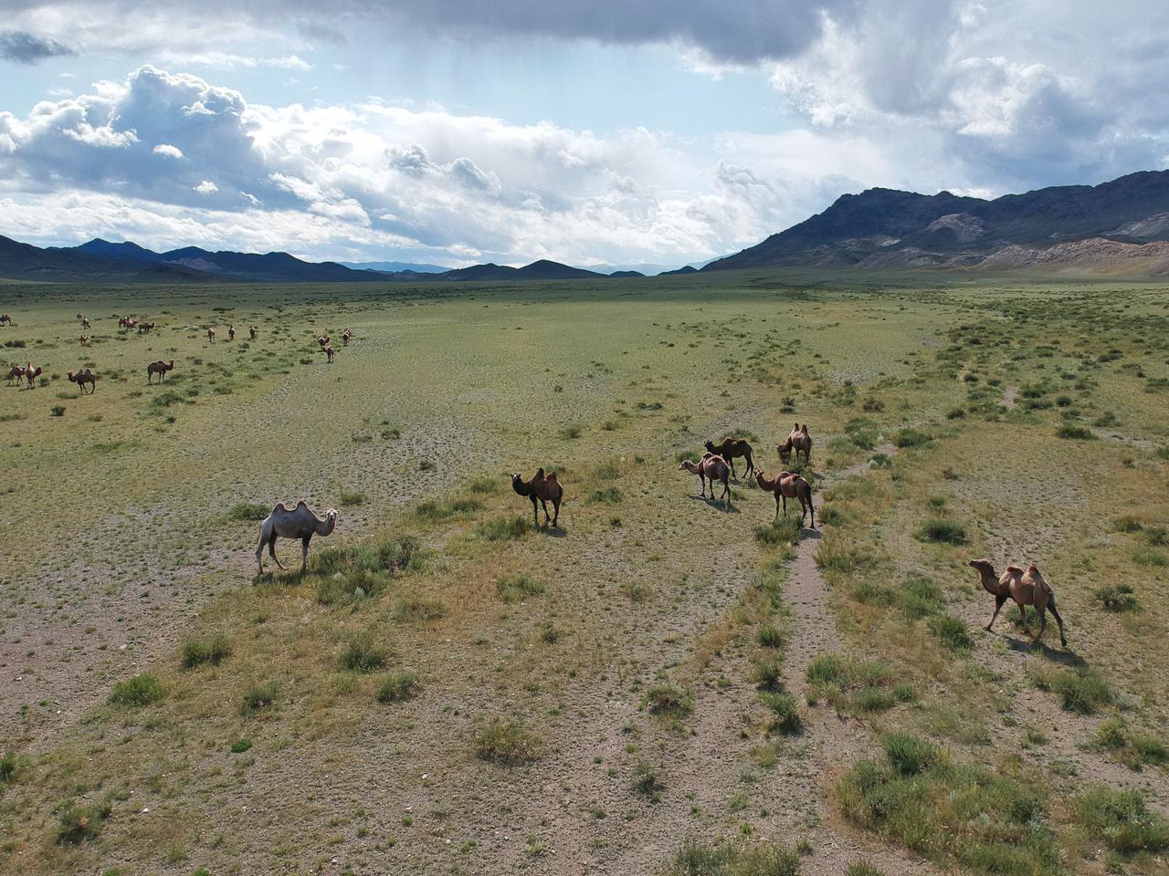 Kamele in der Mongolei