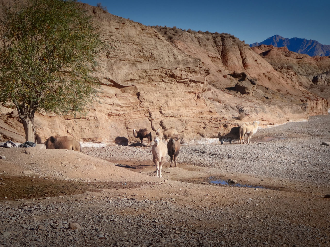 Kamele auf dem Weg nach Kashgar