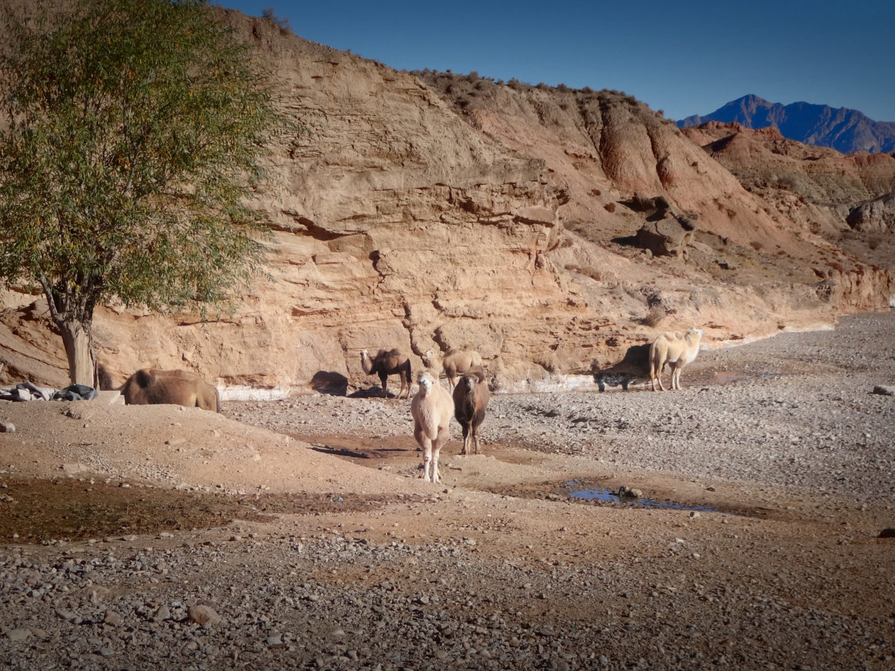 Camels on the way to Kashgar