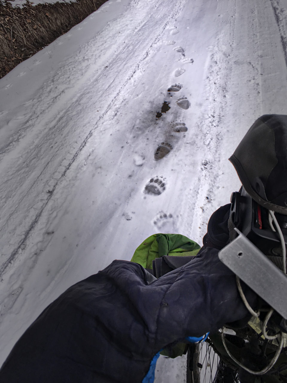 Bärenspuren im Schnee