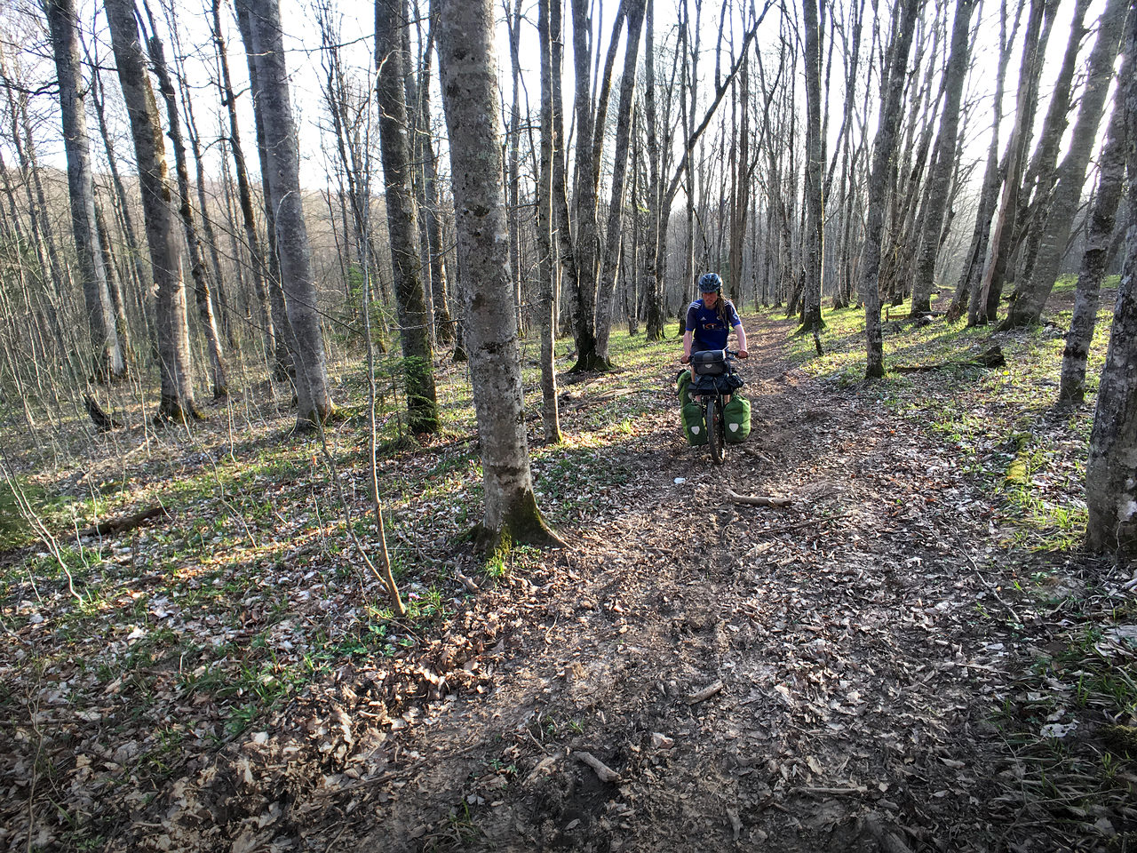 Road through a forest in the North Caucasus