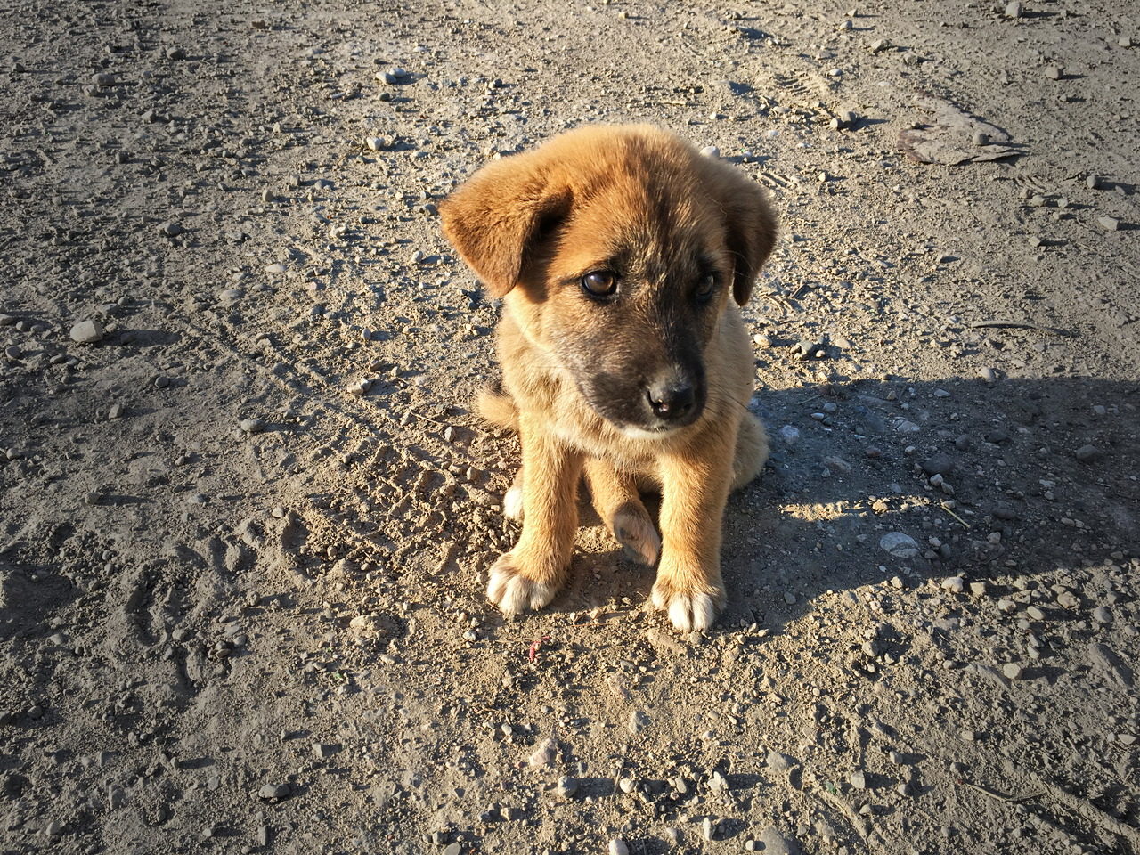Animal friend in Azerbaijan